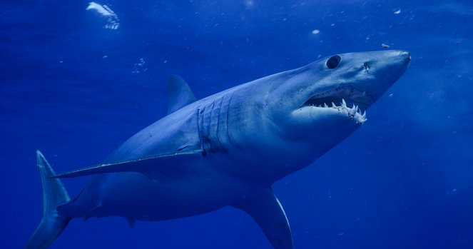 Das schwimmende Riff - Ein Hai-Käfig-Experiment - Filmfotos