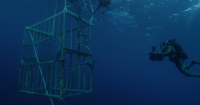 Das schwimmende Riff - Ein Hai-Käfig-Experiment - Filmfotos