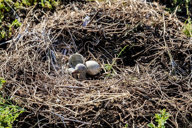 Australien – Magische Tierwelt - Filmfotos