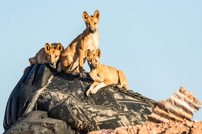 Australien – Magische Tierwelt - Filmfotos