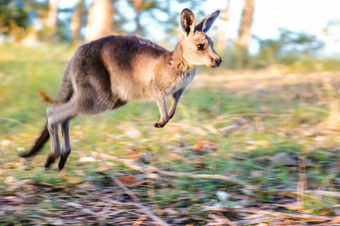Australien – Magische Tierwelt - Filmfotos