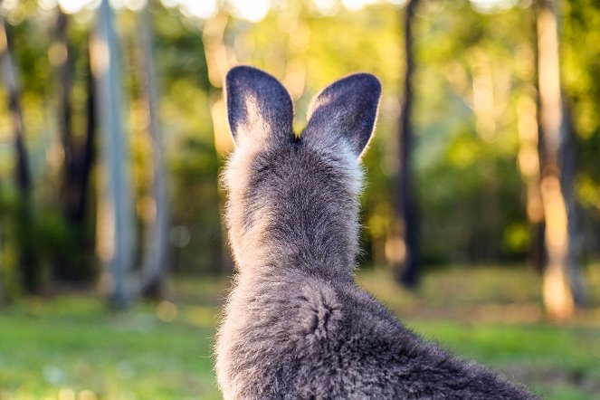 Australien – Magische Tierwelt - Filmfotos