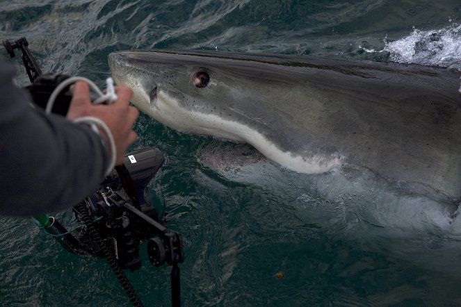 Die Rückkehr des Monster-Hais - Filmfotos