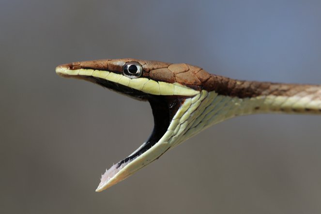 Nigel Marven's Wild Central America - Photos