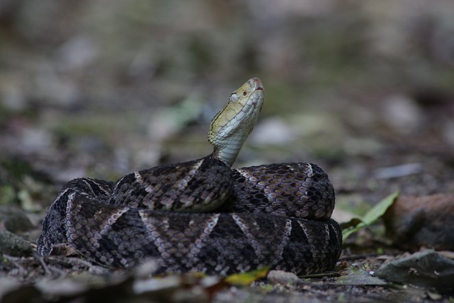 Nigel Marven's Wild Central America - Van film