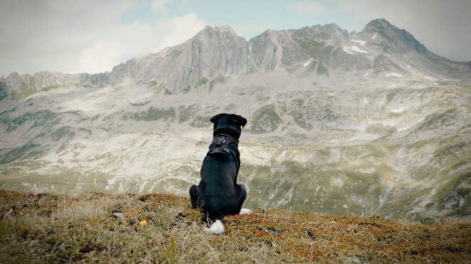Cody - Wie ein Hund die Welt verändert - Filmfotos