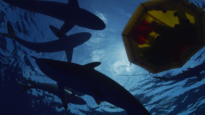 Sharkwrecked: Crash Landing - Kuvat elokuvasta