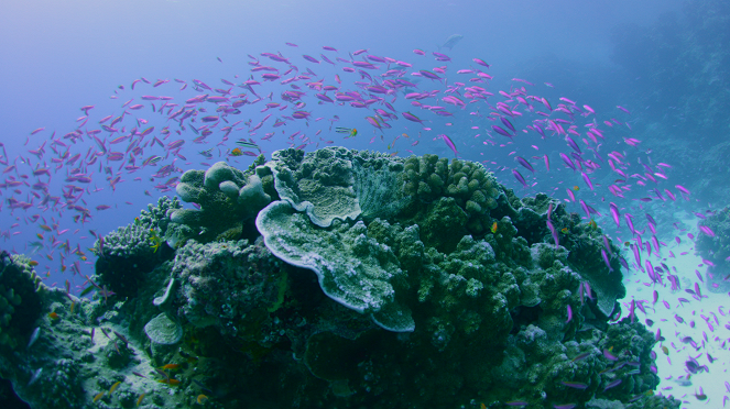 Wonders of the Great Barrier Reef with Iolo Williams - Filmfotos