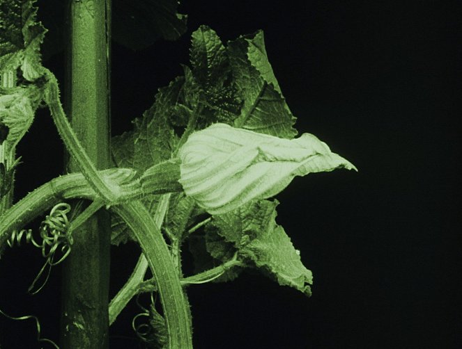 Das Blumenwunder - Kuvat elokuvasta