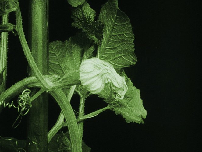 Das Blumenwunder - Kuvat elokuvasta
