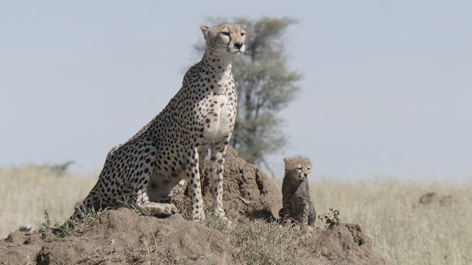 Born In Africa: The Circle of Life - Photos