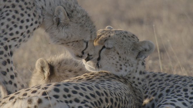 Born In Africa: The Circle of Life - Photos
