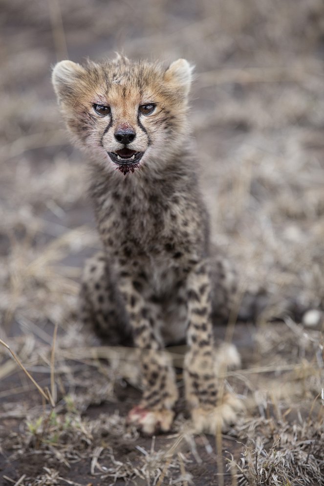 Born In Africa: The Circle of Life - Photos