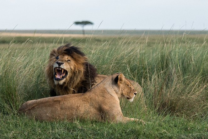 Život na Safari: Největší hrozby - Z filmu