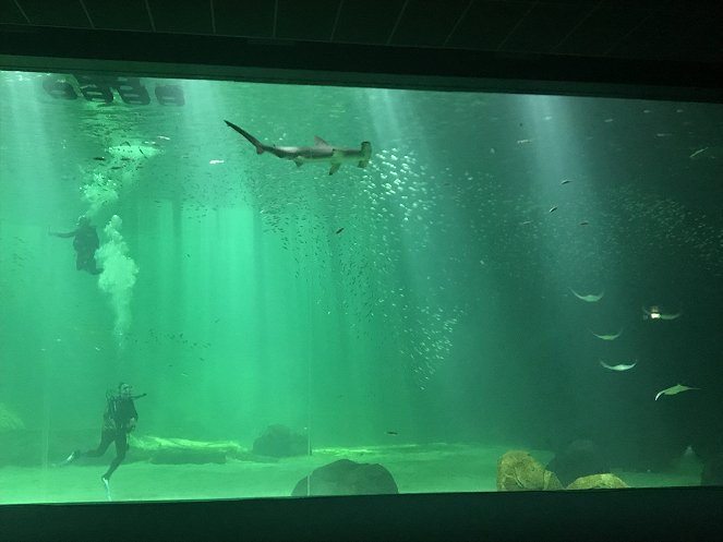 Nausicaa, le plus grand aquarium d'Europe - Filmfotos