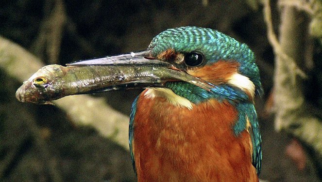 Das Osnabrücker Land - Waschbären und Wildschweine - Photos