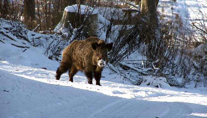Das Osnabrücker Land - Waschbären und Wildschweine - Photos