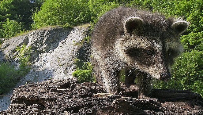 Das Osnabrücker Land - Waschbären und Wildschweine - Photos