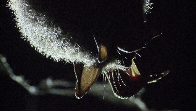 Das Osnabrücker Land - Waschbären und Wildschweine - Photos