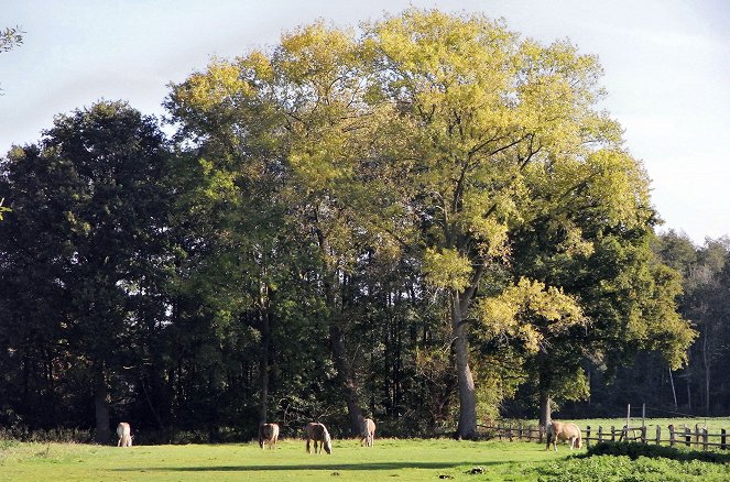 Das Osnabrücker Land - Waschbären und Wildschweine - Photos