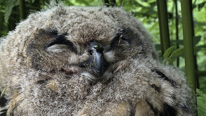 Das Osnabrücker Land - Waschbären und Wildschweine - Filmfotos