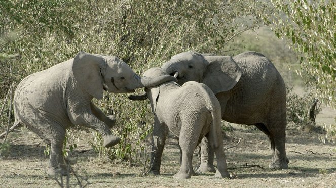 Der kleine Elefant - Filmfotos