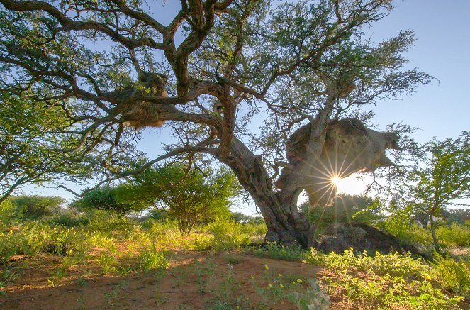 Wüste Wurzeln, starke Stämme - Der Kameldornbaum - Filmfotos