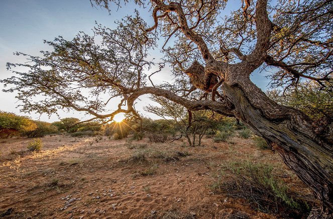 Wüste Wurzeln, starke Stämme - Der Kameldornbaum - Filmfotos