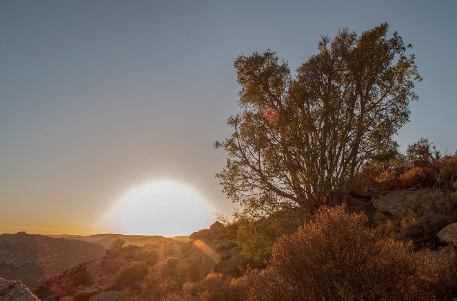 Wüste Wurzeln, starke Stämme - Die Wunderbaum-Feige - Filmfotos