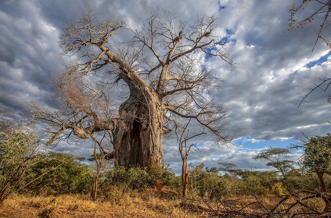 Wüste Wurzeln, starke Stämme - Der Affenbrotbaum - Filmfotos