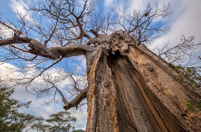 Wüste Wurzeln, starke Stämme - Der Affenbrotbaum - Filmfotos