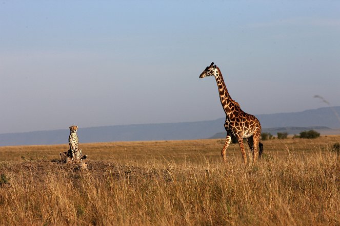 Geparde - Afrikas elegante Jäger - Photos