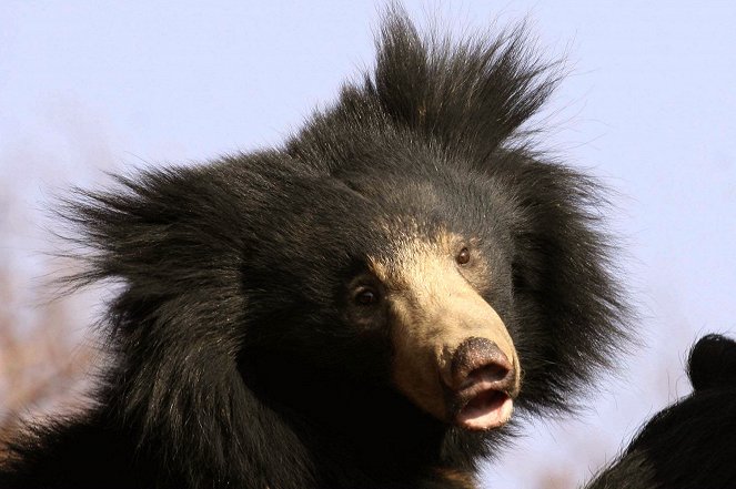 The Natural World - Jungle Book Bear - Film