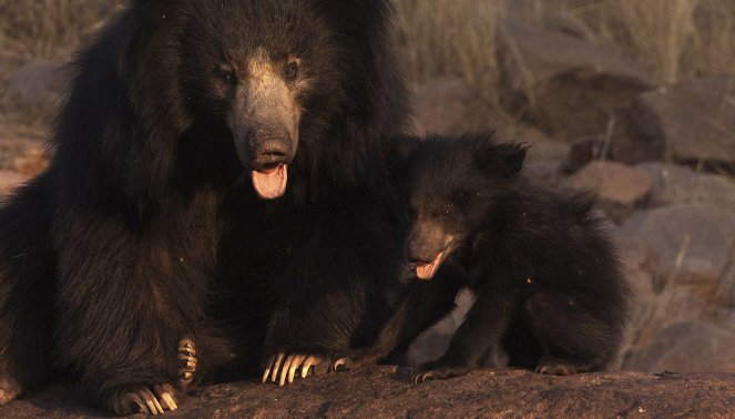 Natural World - Phantome der Tierwelt: Lippenbären - Filmfotos