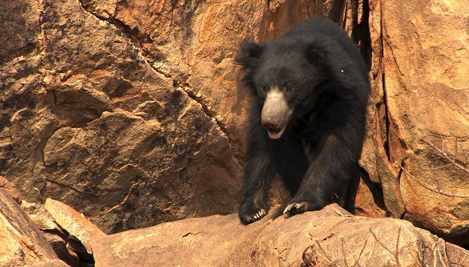 A természeti világ - Jungle Book Bear - Filmfotók