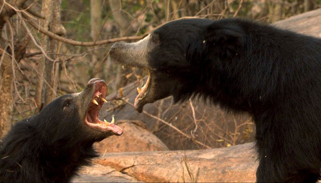 The Natural World - Jungle Book Bear - Do filme