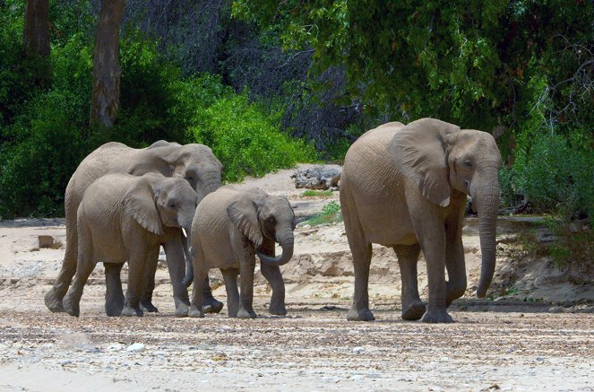 Faszination Afrika - Tiere im Okavango-Delta - Z filmu
