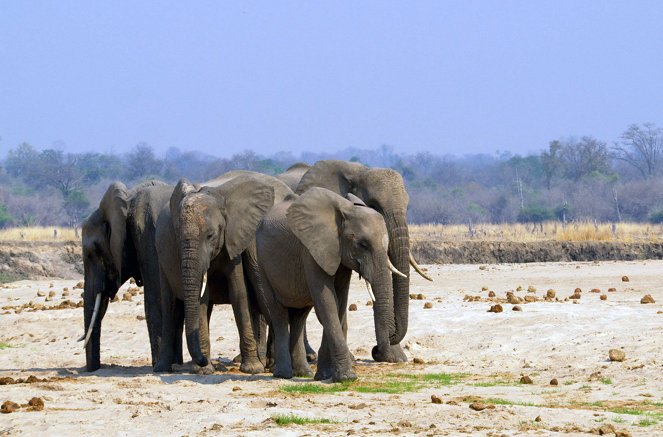 Faszination Afrika - Tiere im MalaMala-Reservat - Photos