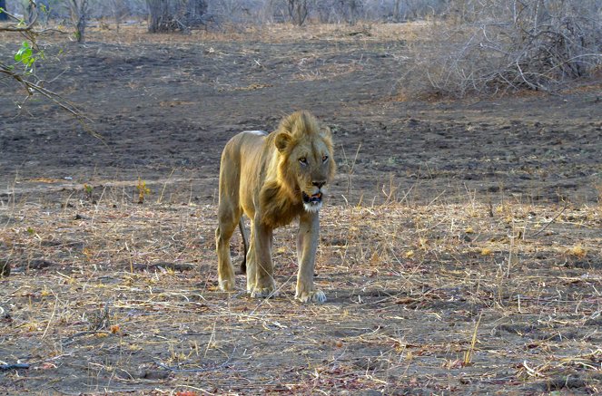 Faszination Afrika - Tiere im MalaMala-Reservat - Van film