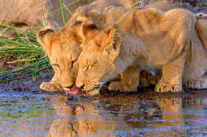 Faszination Afrika - Tiere im Mashatu-Reservat - De la película
