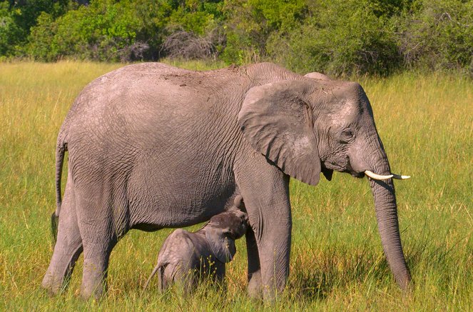 Faszination Afrika - Tiere im Mashatu-Reservat - Z filmu