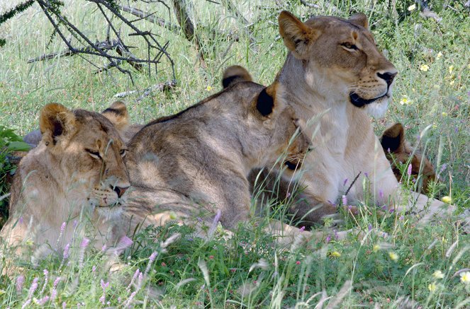 Faszination Afrika - Tiere im Luangwa-Tal - Z filmu