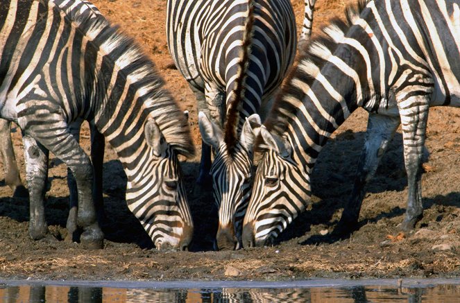 Faszination Afrika - Tiere im Luangwa-Tal - Van film