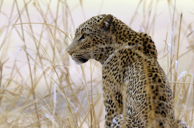 Faszination Afrika - Tiere in der Namib-Wüste - De la película