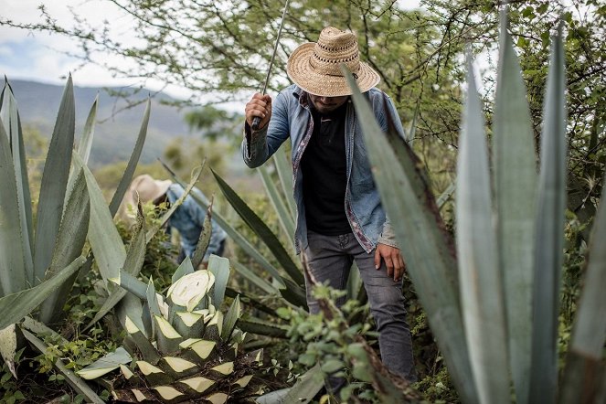 Agave - De la película