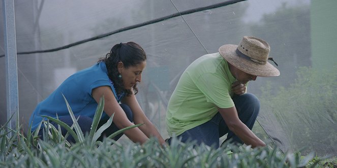 Agave: The Spirit of a Nation - Film