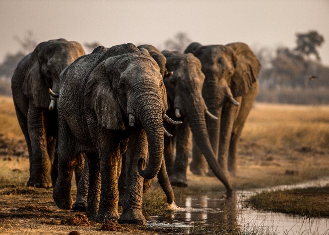 Okavango - Kuvat elokuvasta