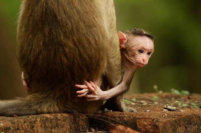 Eläinmaailman pienokaiset - Kuvat elokuvasta