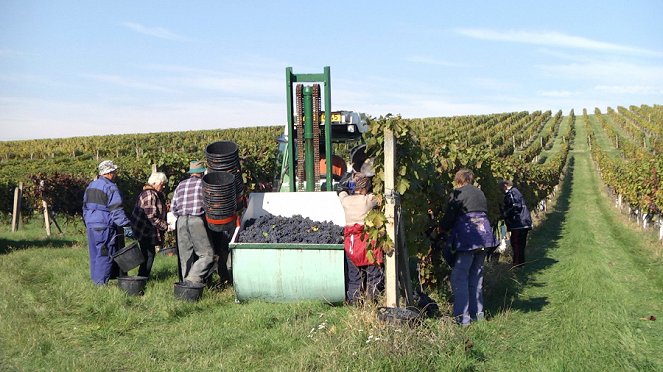 Naše tradice - Vinobraní - Z filmu