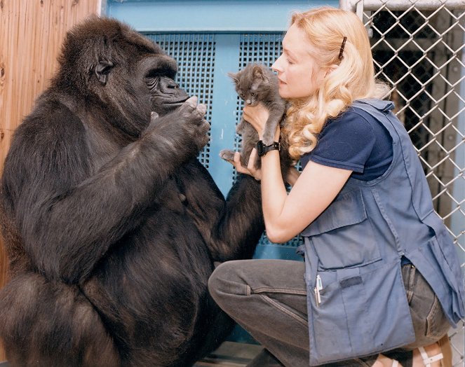 Koko, le gorille qui parle - De filmes - Penny Patterson